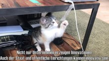 Cat-o-vation