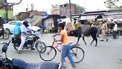 बीच चौराहे पर हादसे को दावत देते आवारा गोवंश