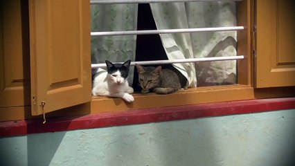 Cat Mom And Daughter Sun Time