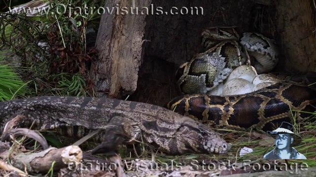 Ce python défend férocement ses oeufs dans son nid