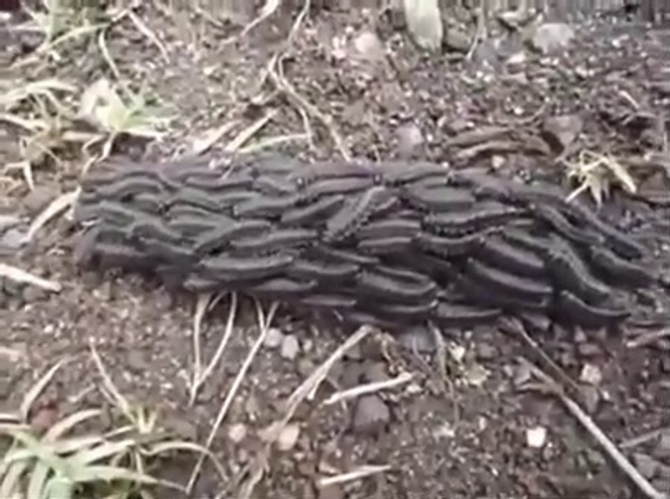 Ces chenilles avancent comme si elles étaient un seul animal