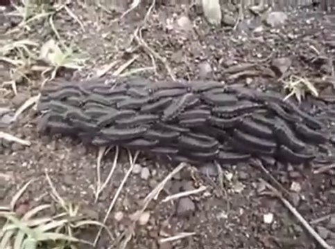 Ces chenilles avancent comme si elles étaient un seul animal