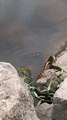 Snake Grabs Kids Bream While Fishing