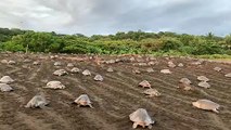 Champ de tortues de mer qui creusent leur nid - Costa Ricas Ostional Beach