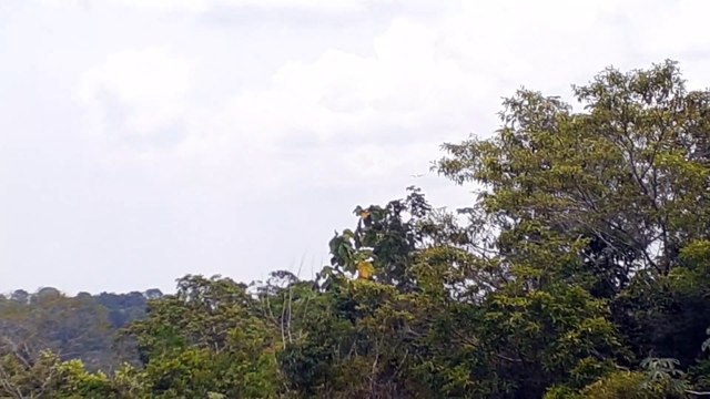 [SBEG Spotting]Airbus A330 PR-AIU na final antes de pousar em Manaus vindo de Campinas(19/09/2020)