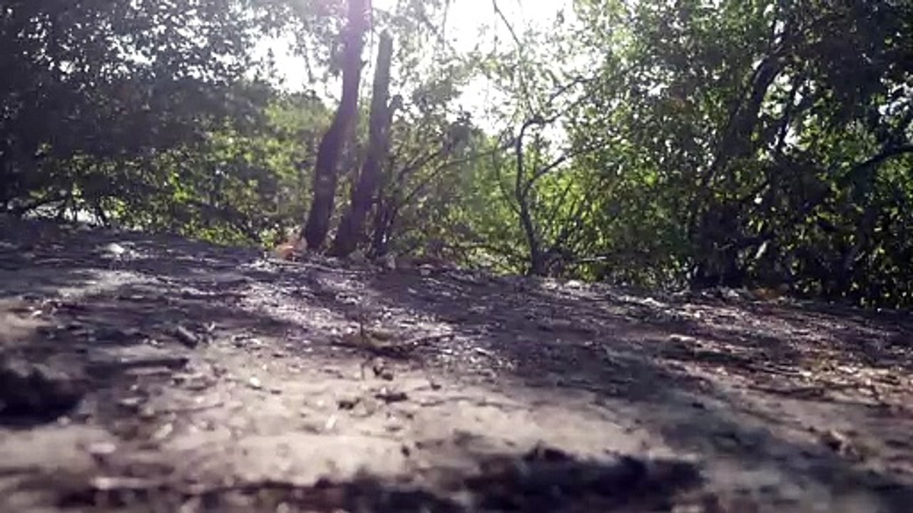 Forest - Nature (Creative Common Video 144)