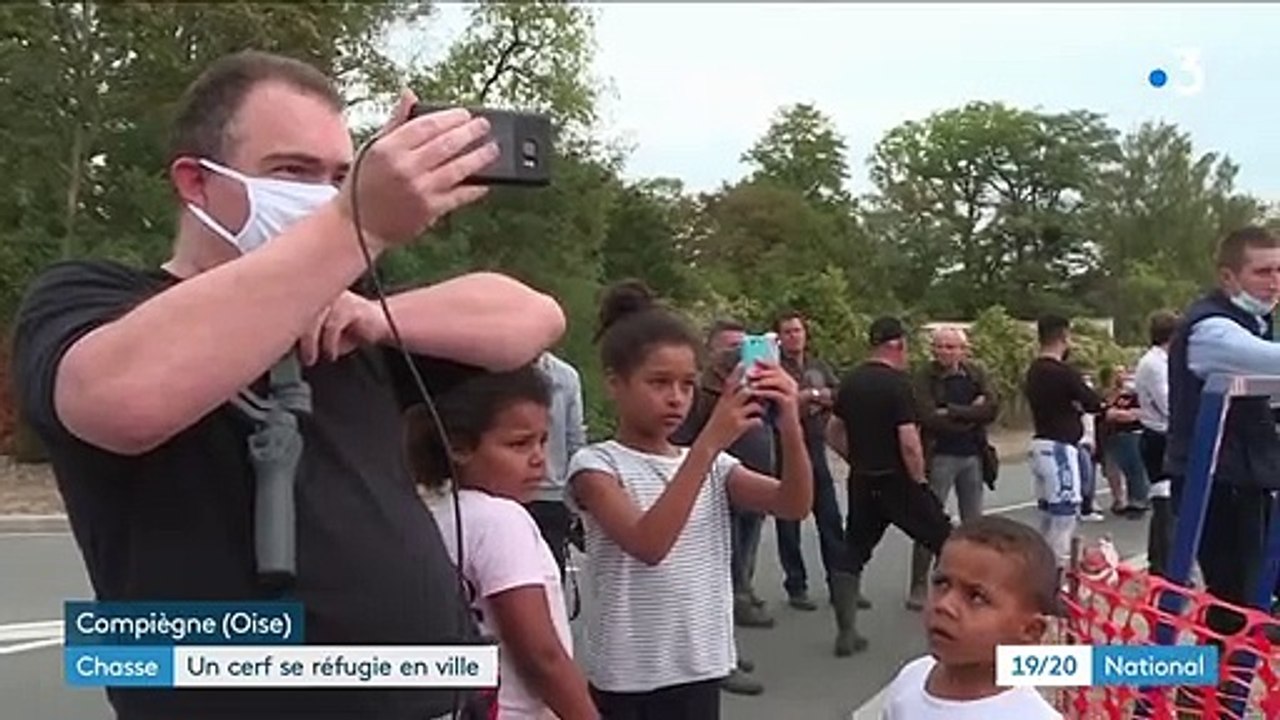 Oise : un cerf traqué par un équipage de chasse à courre trouve refuge dans un chantier