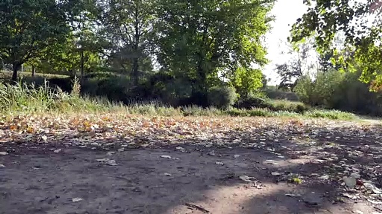 Forest - Nature/Human (Creative Common Video 145)