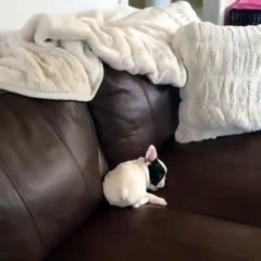 Little French Bulldog Puppy Playing