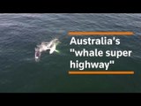 Drone footage captures Australia's 'whale super highway'