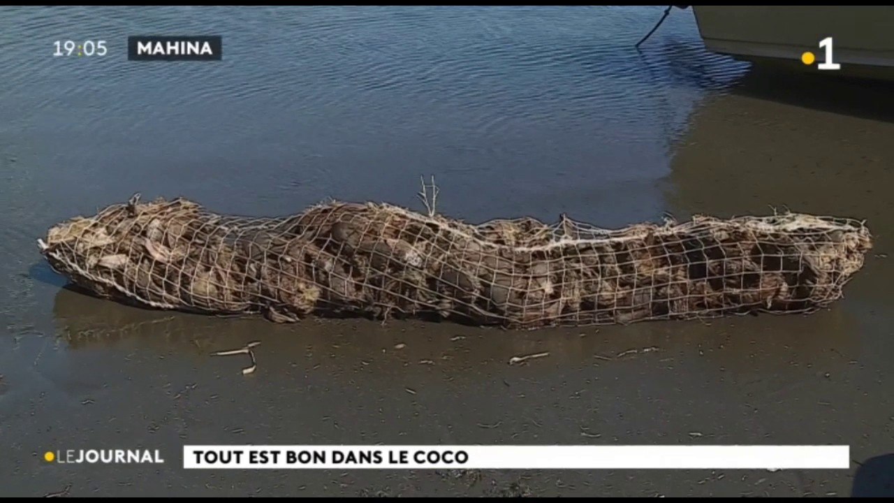 Tout est bon dans le coco