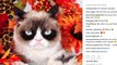 Viral Sensation Grumpy Cat Dies And Fans Are Not Well!