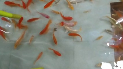 পুরো রেস্টুরেন্টই যেন আস্ত এ্যাকুরিয়াম | Moubon restaurant at Satkhira |