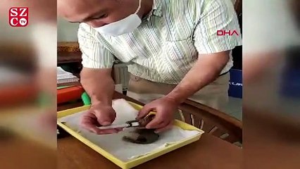 Yavru sincapları şırınga ile besliyor