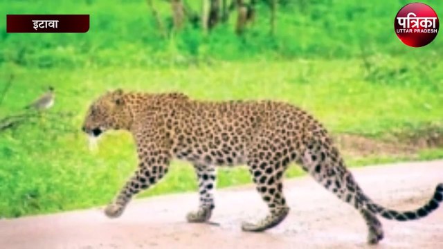 तेंदुए ने मासूम बच्ची पर किया हमला, पुरे गांव में फैली दहशत
