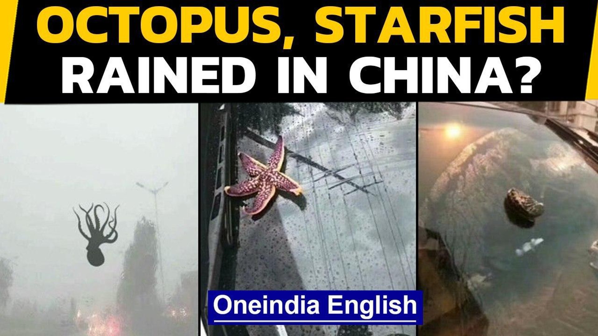 China: Sea creatures fell from the sky during a powerful storm, how did it  happen | Oneindia News - video Dailymotion