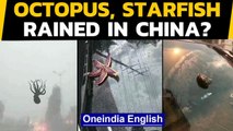 China: Sea creatures fell from the sky during a powerful storm, how did it happen | Oneindia News