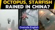 China: Sea creatures fell from the sky during a powerful storm, how did it happen | Oneindia News