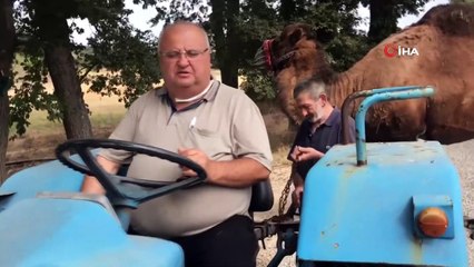 Güreş devesine traktörü ile antrenman yaptırıyor