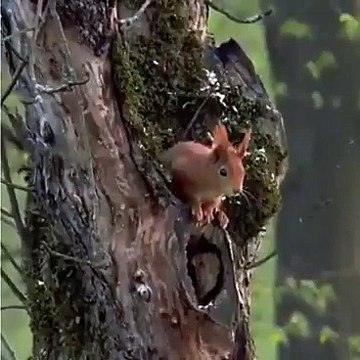 استغرقت المراقبة سنتين بوضع كاميرا من أجل تصوير هذه اللحظات