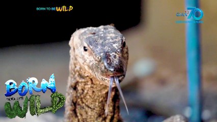 Born to be Wild: Scavenging in the ‘new normal’