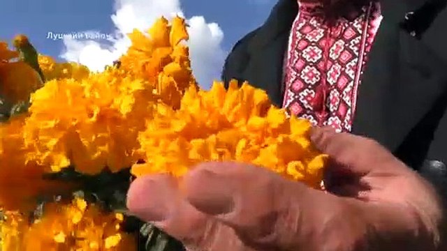 Щоб Україна розквітала ! Василь Рижук уже 20 років робить наші дороги гарнішими і засіває чорнобривцями та соняшниками узбіччя доріг за власні кошти.