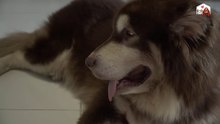 巨大な犬種。 日本人は好きですか？大統領犬 | Alaska dog