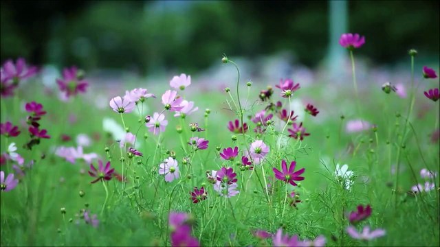 Oração a Nossa Senhora da Salete
