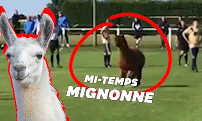 Un alpaga interrompt un match de football en Grande-Bretagne