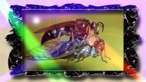The Glorious Cicadas
