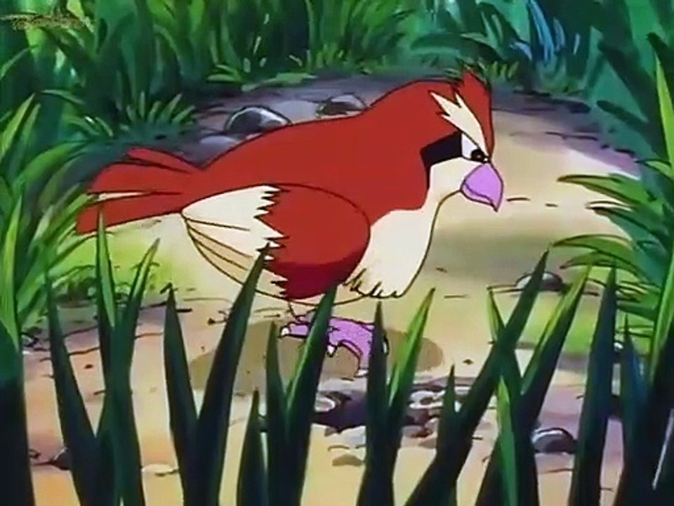 pokedex #016 pidgey 2