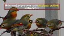 Un homme jugé pour avoir vendu des oiseaux protégés en brochettes