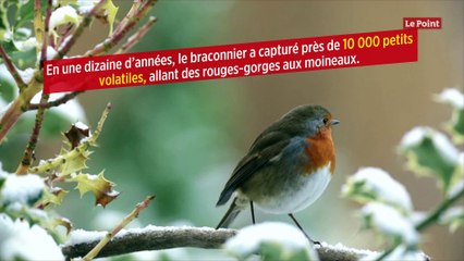 Un homme jugé pour avoir vendu des oiseaux protégés en brochettes