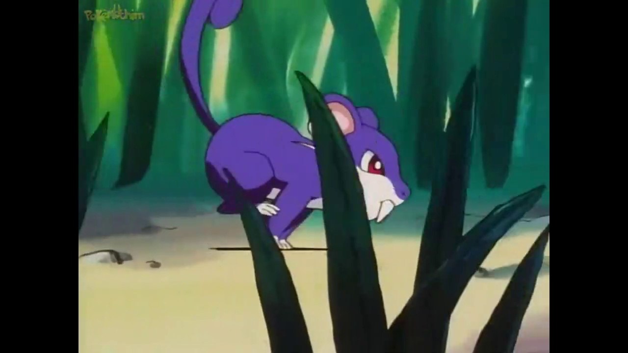 pokedex #019 Rattata