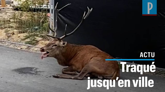 Un cerf poursuivi par une chasse à courre se réfugie à Compiègne