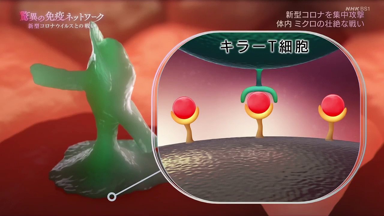 BS1スペシャル　シリーズ人体「驚異の免疫ネットワーク〜新型コロナとの戦い」感染拡大が止まらな...