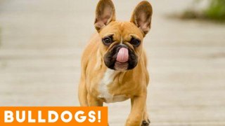 The Funniest English & French Bulldogs Doggo Videos of July 2018 _ Funny Pet Videos FPV!