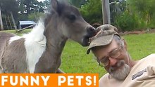 Funniest Pets & Animals of the Week Compilation July 2018 _ Hilarious Try Not to Laugh Animals Fail