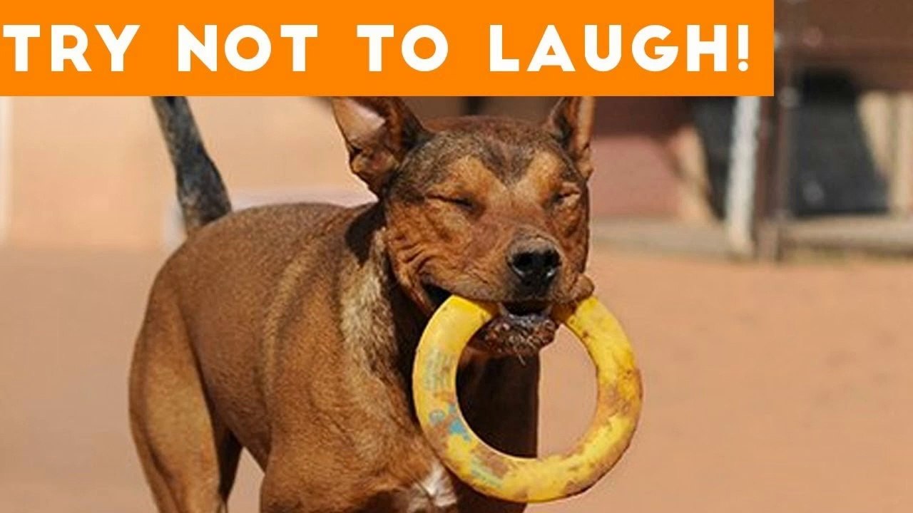 Cute Funny Dogs & Cat Videos Animals Compilation _ Funny Pet Videos July  2018