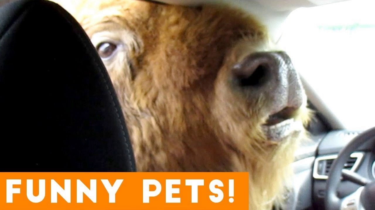 Funniest Pets & Animals of the Week Compilation July 2018 _ Hilarious Try Not to Laugh Animals Fail