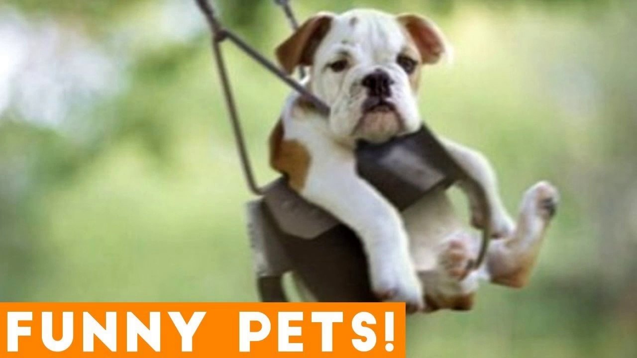 Funniest Pets & Animals of the Week Compilation July 2018 _ Hilarious Try Not to Laugh Animals Fail