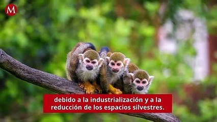 OMS alerta propagación de nuevos virus de animales