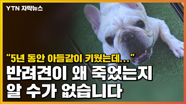 [자막뉴스] 5년 동안 키운 반려견이 왜 죽었는지 알 수가 없습니다 / YTN