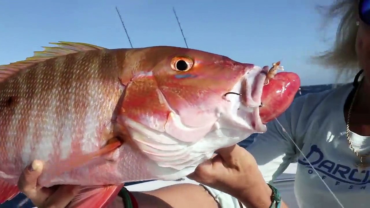 Why is This Fish THROWING UP It's STOMACH_ Florida Deep Sea Fishing ...