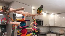 Kili Senegal Parrot - Playing on Tabletop NU Perch Tree