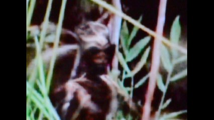 UFO Sightings Alien Shot Dead By Colombian Farmer! February 28, 2012 Very Graphic!