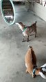 Baby Goat Fights With Himself in the Mirror
