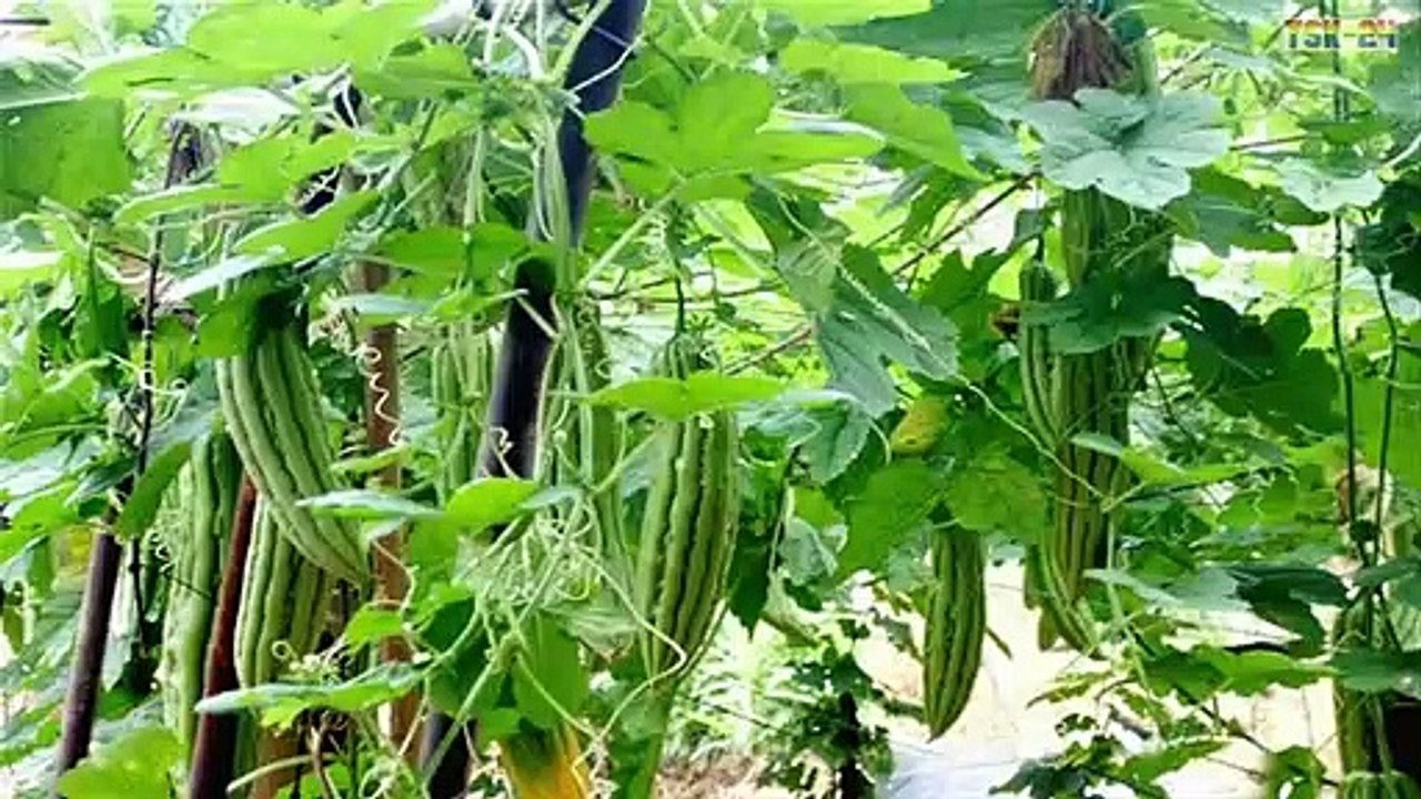 WOW! Amazing Agriculture Technology - Bitter melon