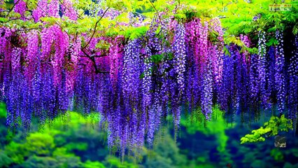 WOW! Magnificent Colors of Wisteria - Beautiful Flowers
