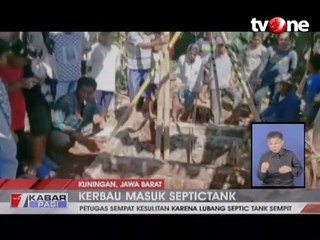 Evakuasi Kerbau dari Dalam Septic Tank Berlangsung Dramatis